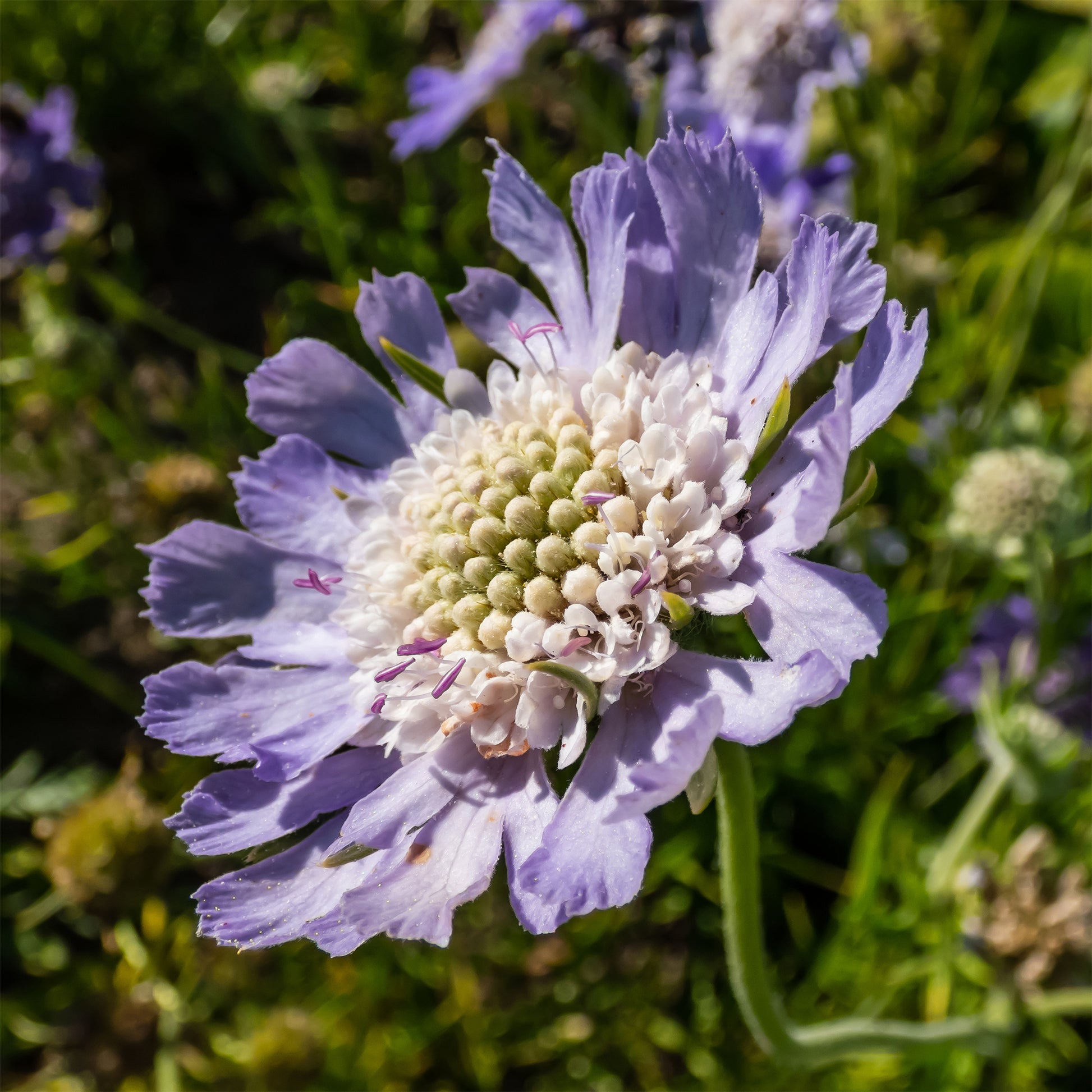 Scabieuse du Caucase Perfecta - Scabiosa caucasica perfecta - Bakker