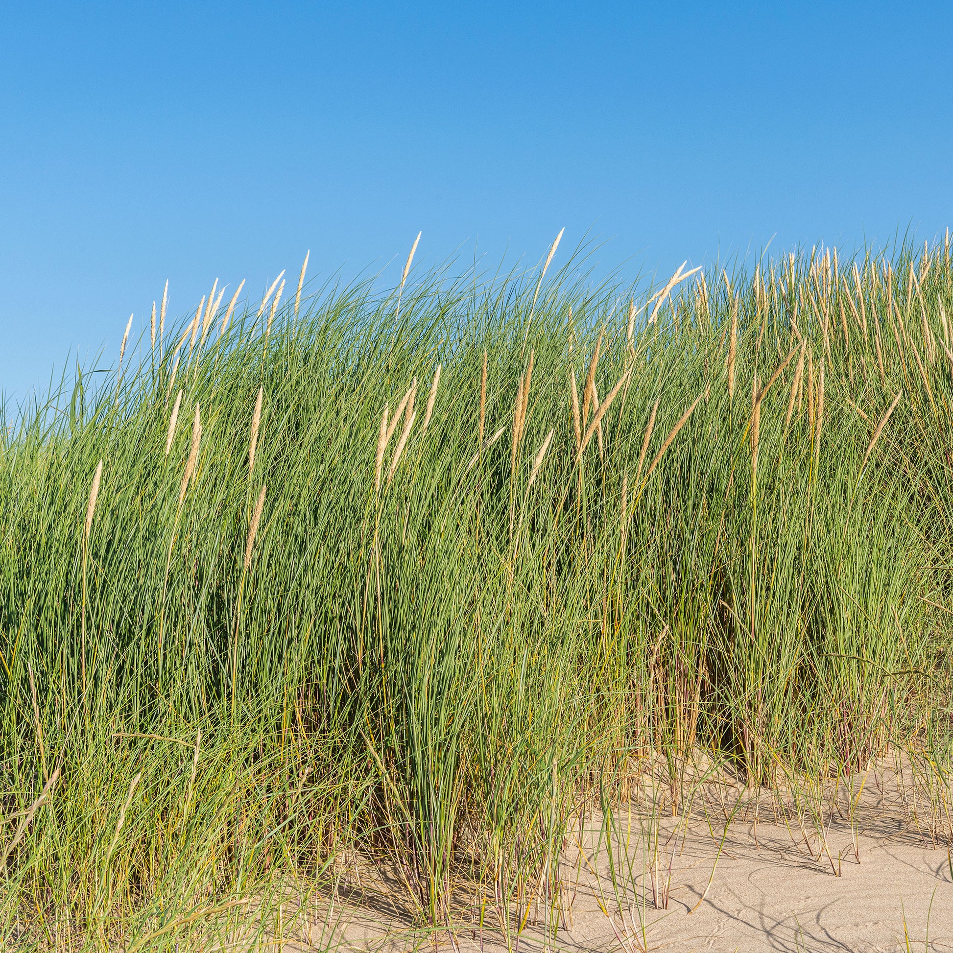 Oyat Roseau des sables - Bakker.com | France