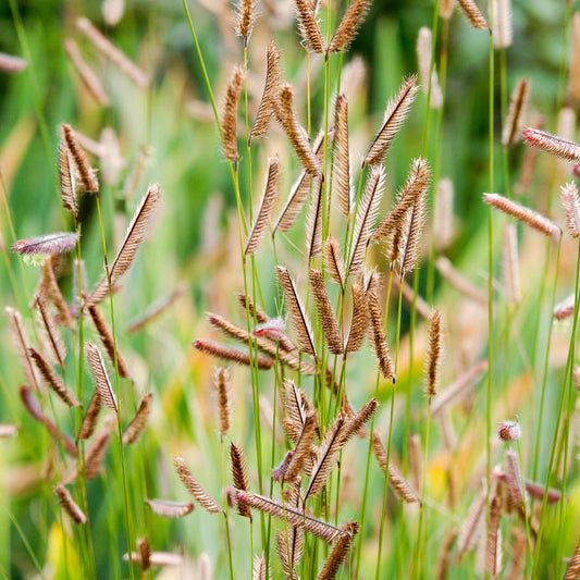 Boutelou gracieux - Bakker
