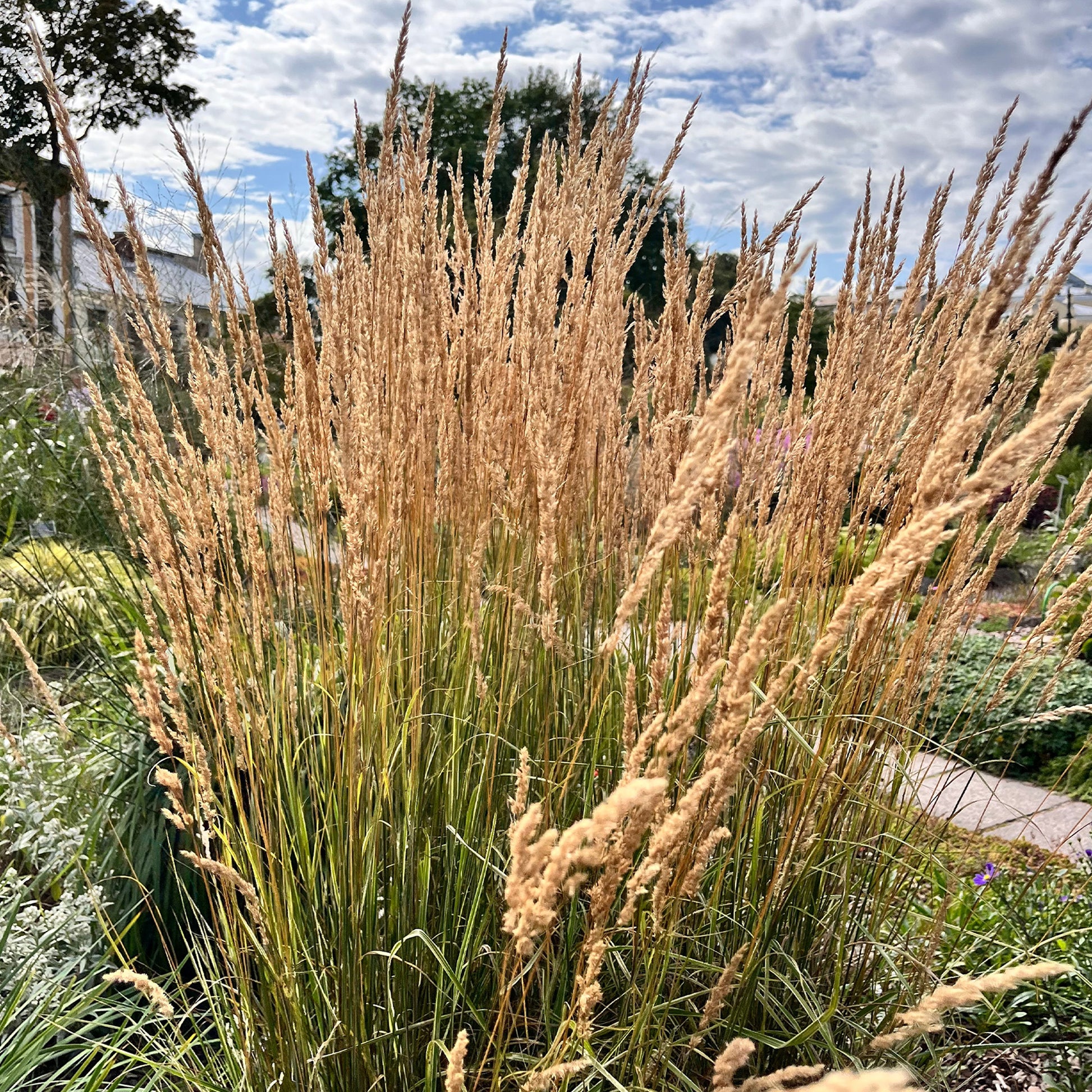 Vente Calamagrostide érigée Karl Foester - Graminées