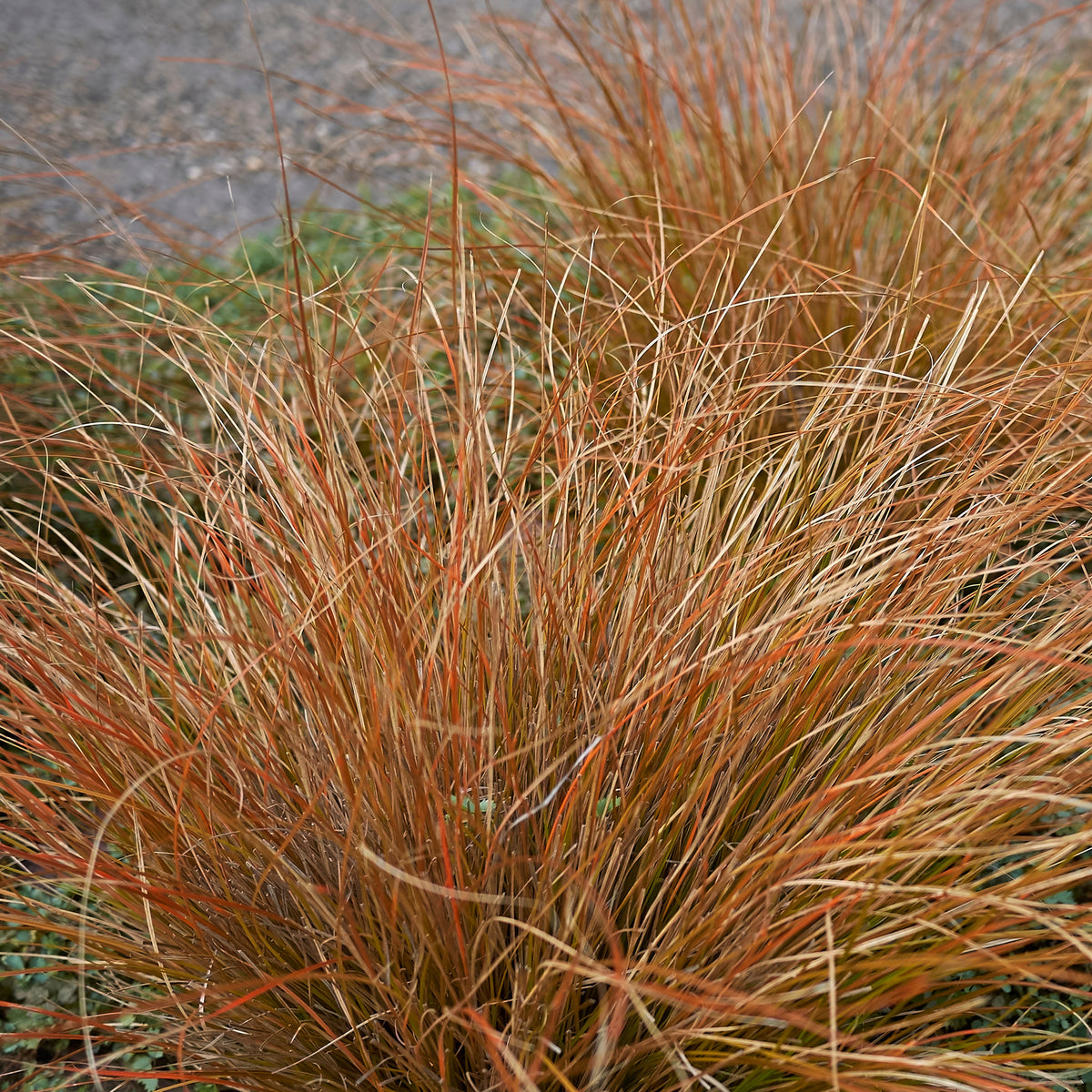 Carex buchananii - Laîche de Buchanan - Carex - Carex