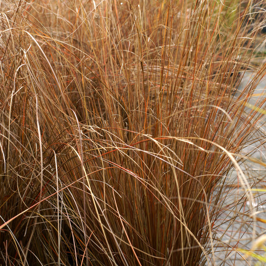 Laîche de Buchanan - Carex - Bakker