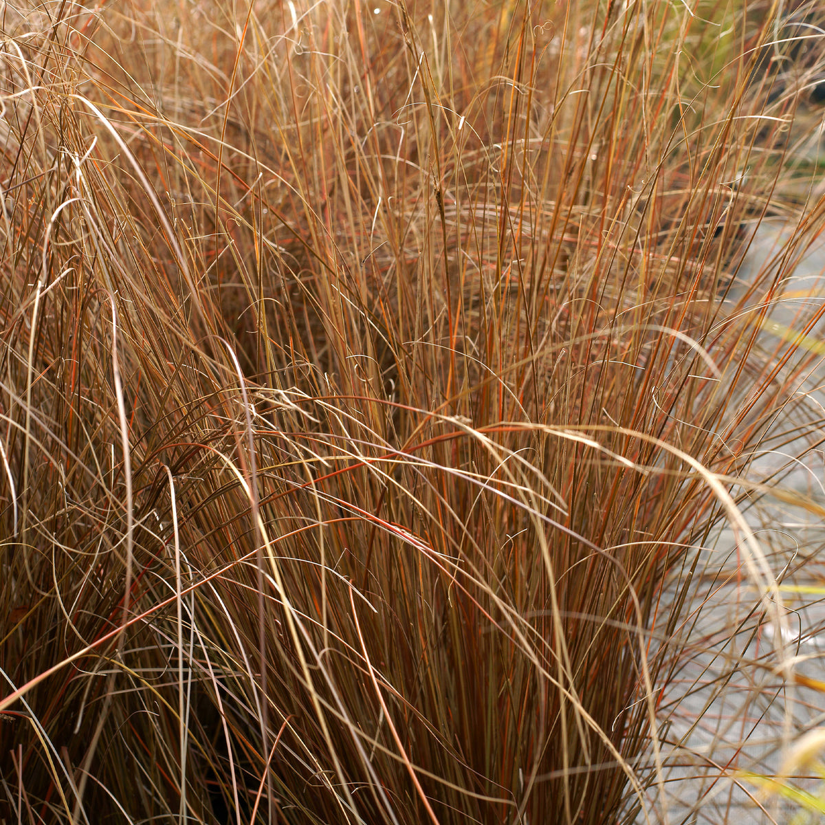 Laîche de Buchanan - Carex - Bakker