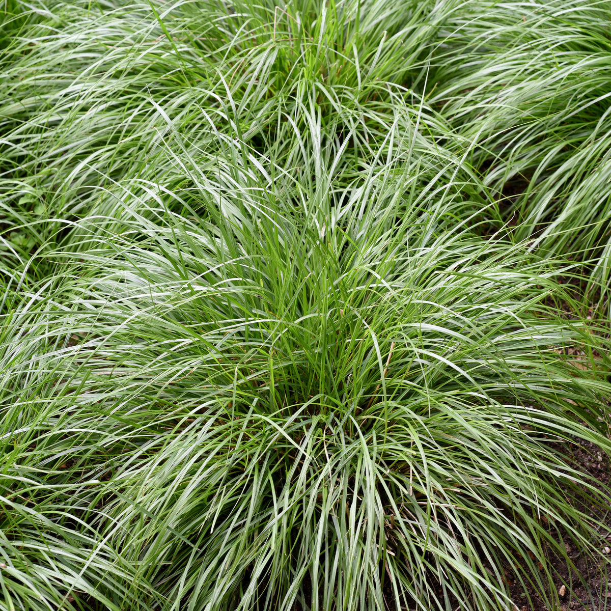 Laîche des montagnes - Carex - Bakker