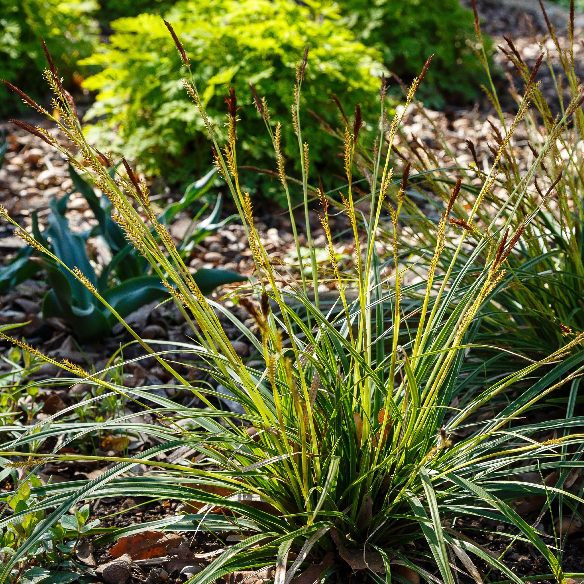 Bakker - Laîche japonaise - Carex morrowii - Carex morrowii - Plantes d'extérieur