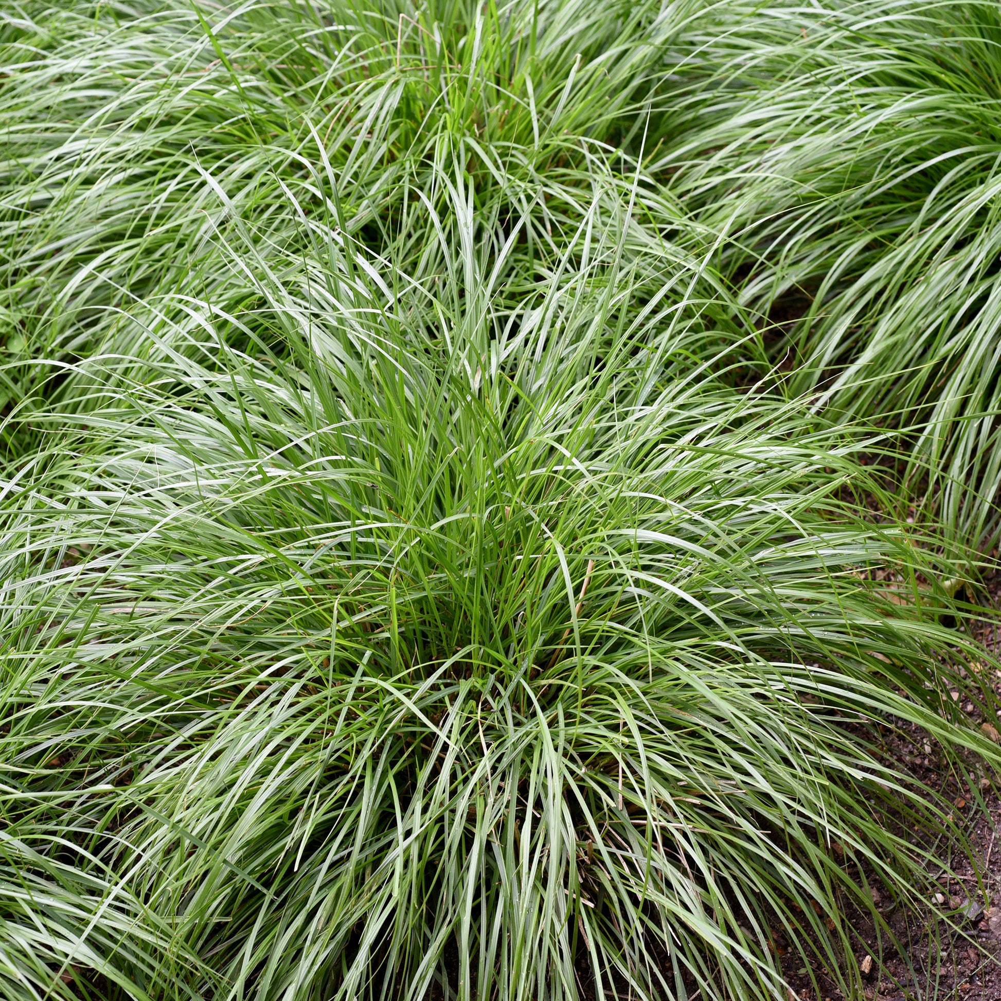 Laîche d'Oshima J.S. Greenwell - Carex - Carex oshimensis J.S. Greenwell - Bakker