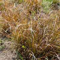 Carex testacea - Laîche orange - Carex - Laîche - Carex