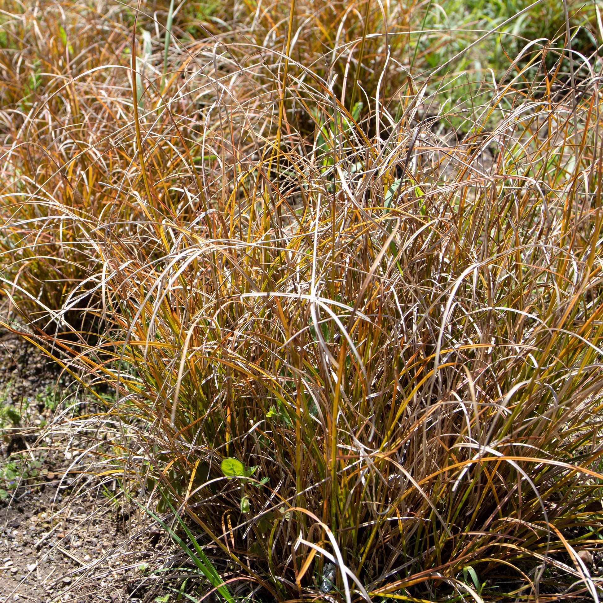 Carex testacea - Laîche orange - Carex - Laîche - Carex