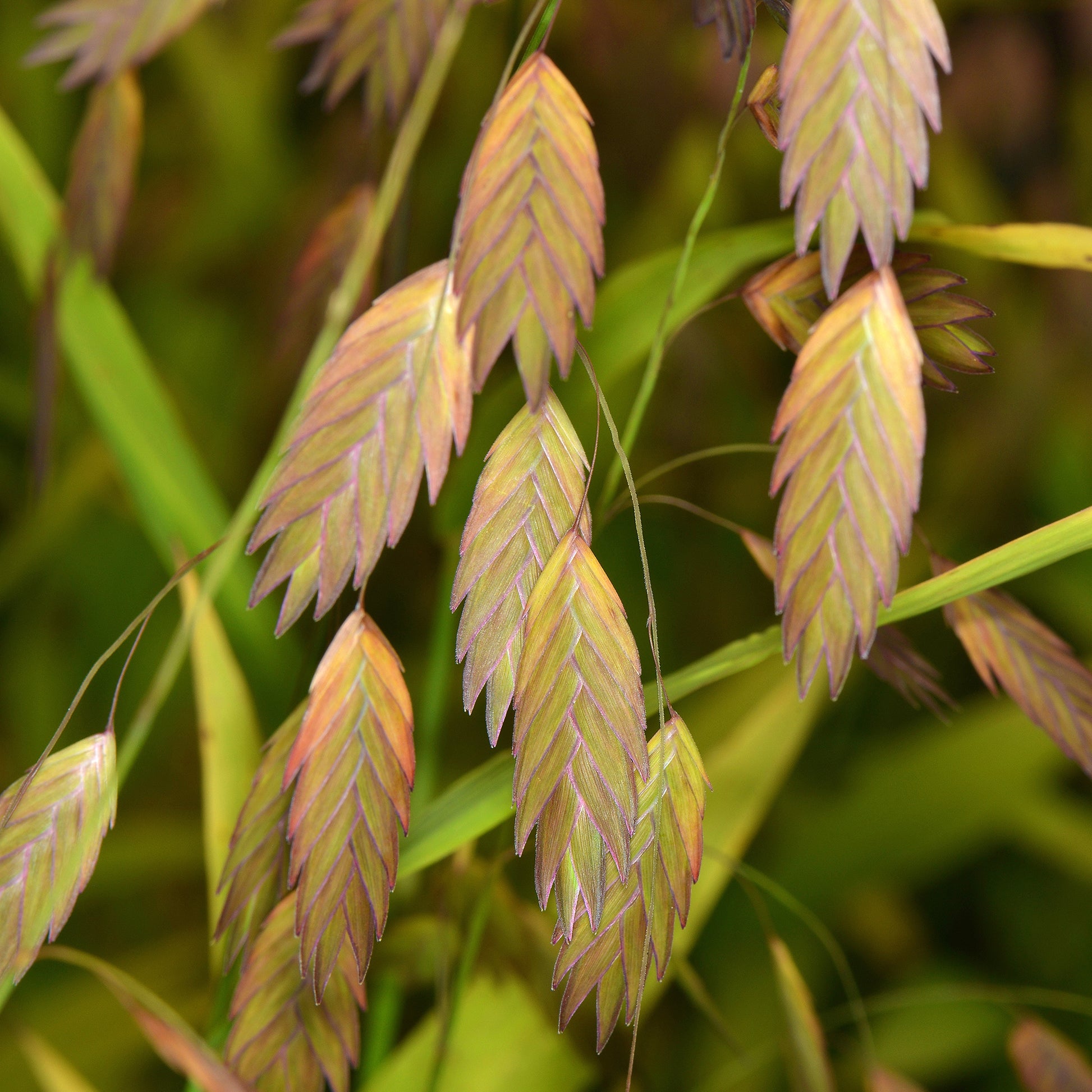 Vente Chasmanthe à feuilles larges - Chasmanthium latifolium