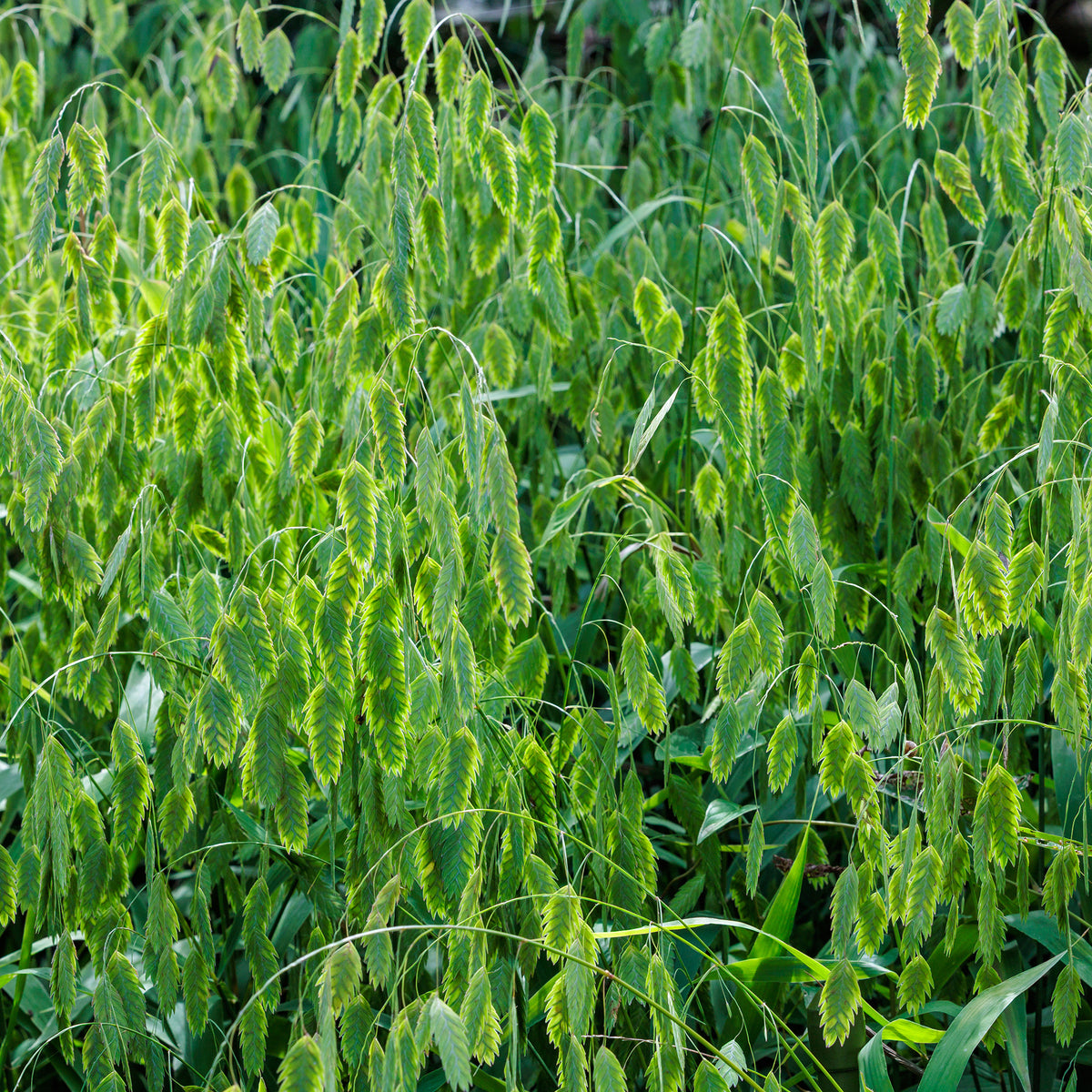 Graminées - Chasmanthe à feuilles larges - Chasmanthium latifolium