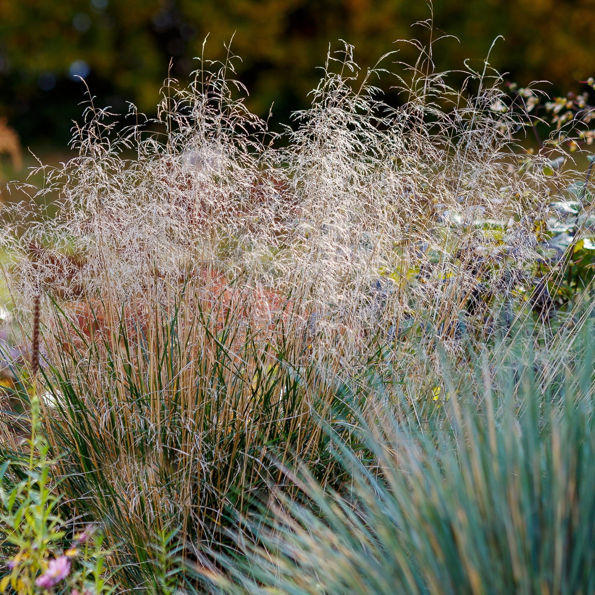 Vente Canche cespiteuse - Deschampsia cespitosa