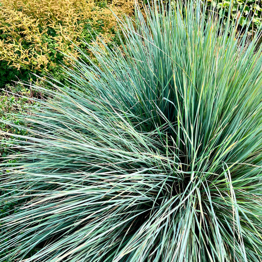 Avoine bleue - Bakker
