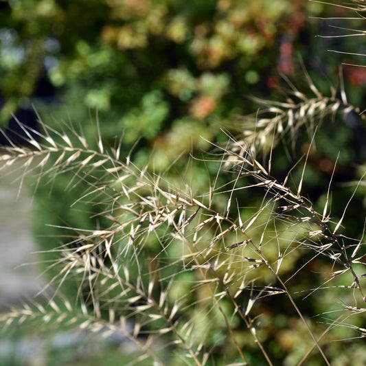Hystrix patula - Bakker