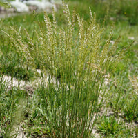 Koélérie bleue - Bakker