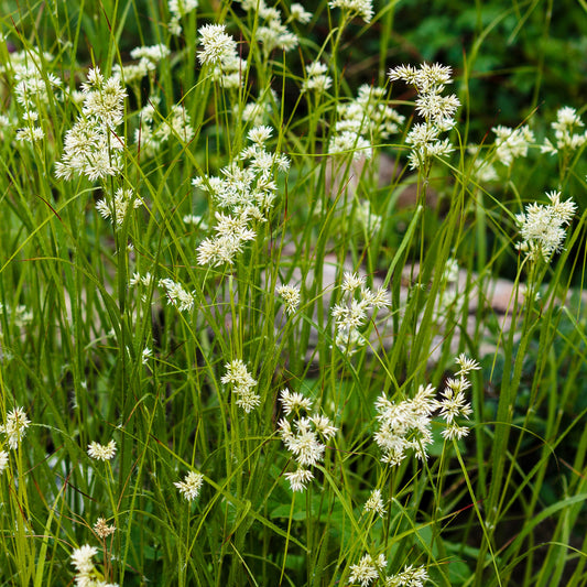 Bakker - 3 Luzules blanc de neige - Luzula nivea - Plantes d'extérieur