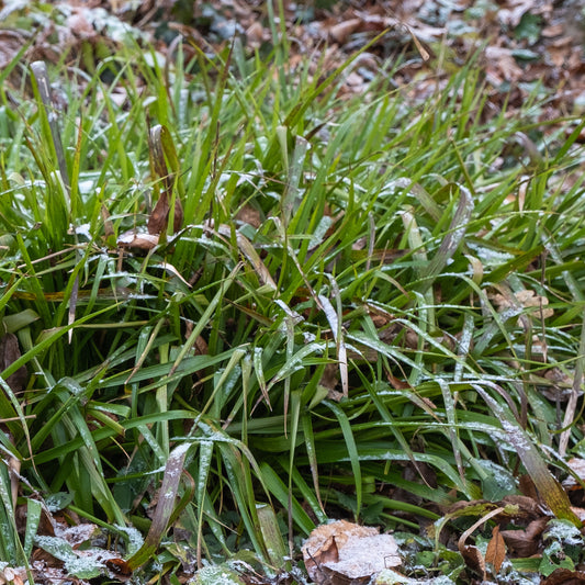 Luzule des bois - Bakker