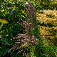 Mélique élevée pourpre - Bakker