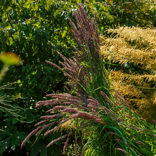 Mélique élevée pourpre - Bakker