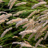 Melica ciliata - Mélique ciliée - Graminées