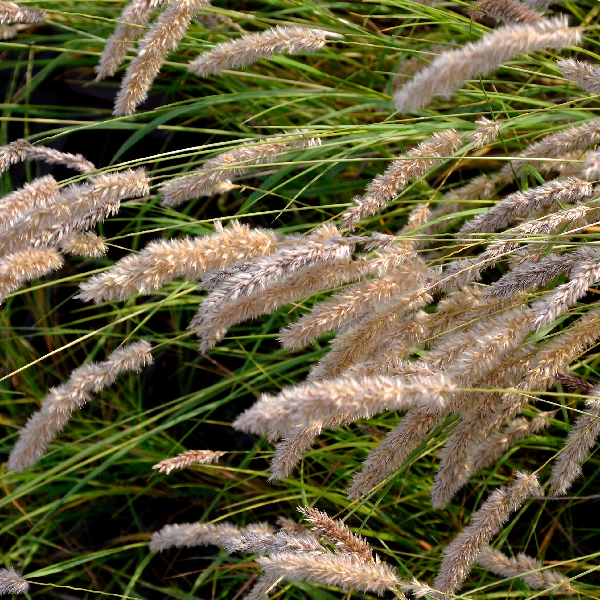 Melica ciliata - Mélique ciliée - Graminées
