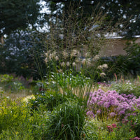 Molinie élevé Skyracer - Molinia arundinacea Skyracer - Bakker