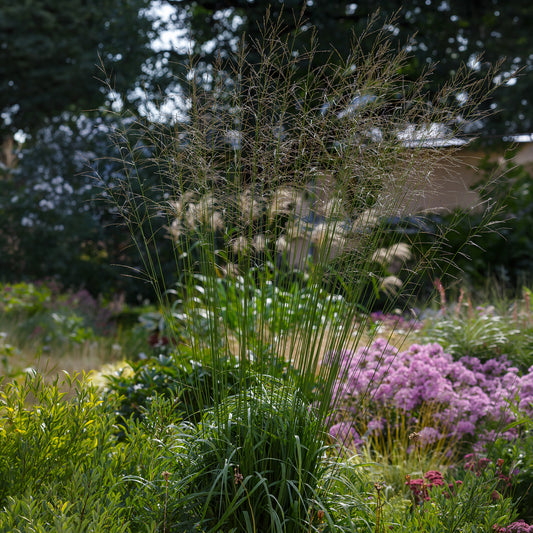 Molinie élevé Skyracer - Bakker