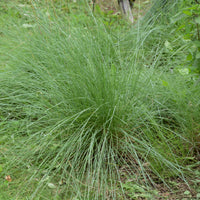 Muhlenbergia rigens - Muhlenbergia rigens - Bakker