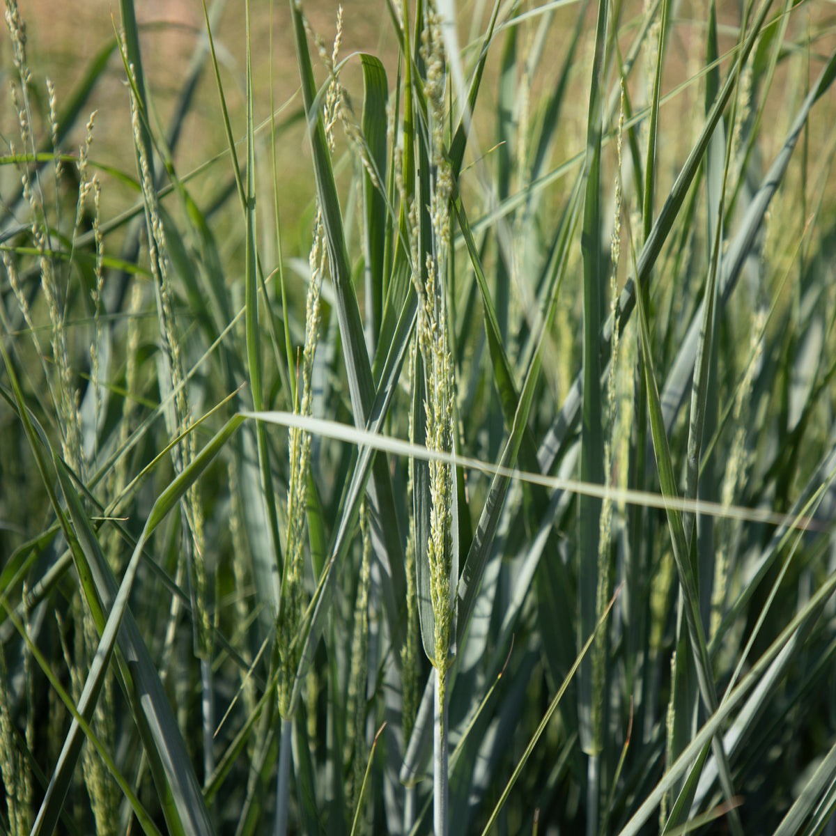 Panic érigé - Panicum amarum - Bakker