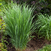 5 Vivaces pour prairie fleurie - Panicum virgatum,Sesleria autumnalis, Allium sphaerocephalon,Veronicastrum virginicum, Sanguisorba officinalis       - Bakker