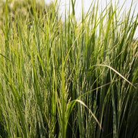 Panic érigé Northwind - Panicum virgatum northwind - Bakker