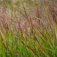 Panic érigé Shenandoah - Panicum virgatum Shenandoah - Bakker