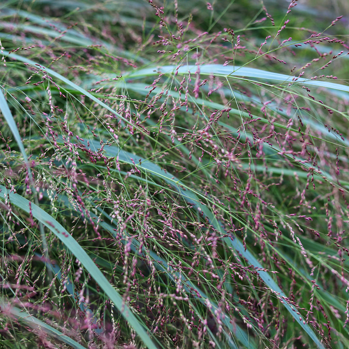 Panic érigé Squaw - Panicum virgatum Squaw - Bakker