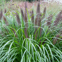Pennisetum - Herbe aux écouvillons Black Beauty - Pennisetum - Pennisetum alopecuroides Black Beauty