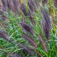 Pennisetum alopecuroides Black Beauty - Herbe aux écouvillons Black Beauty - Pennisetum - Pennisetum