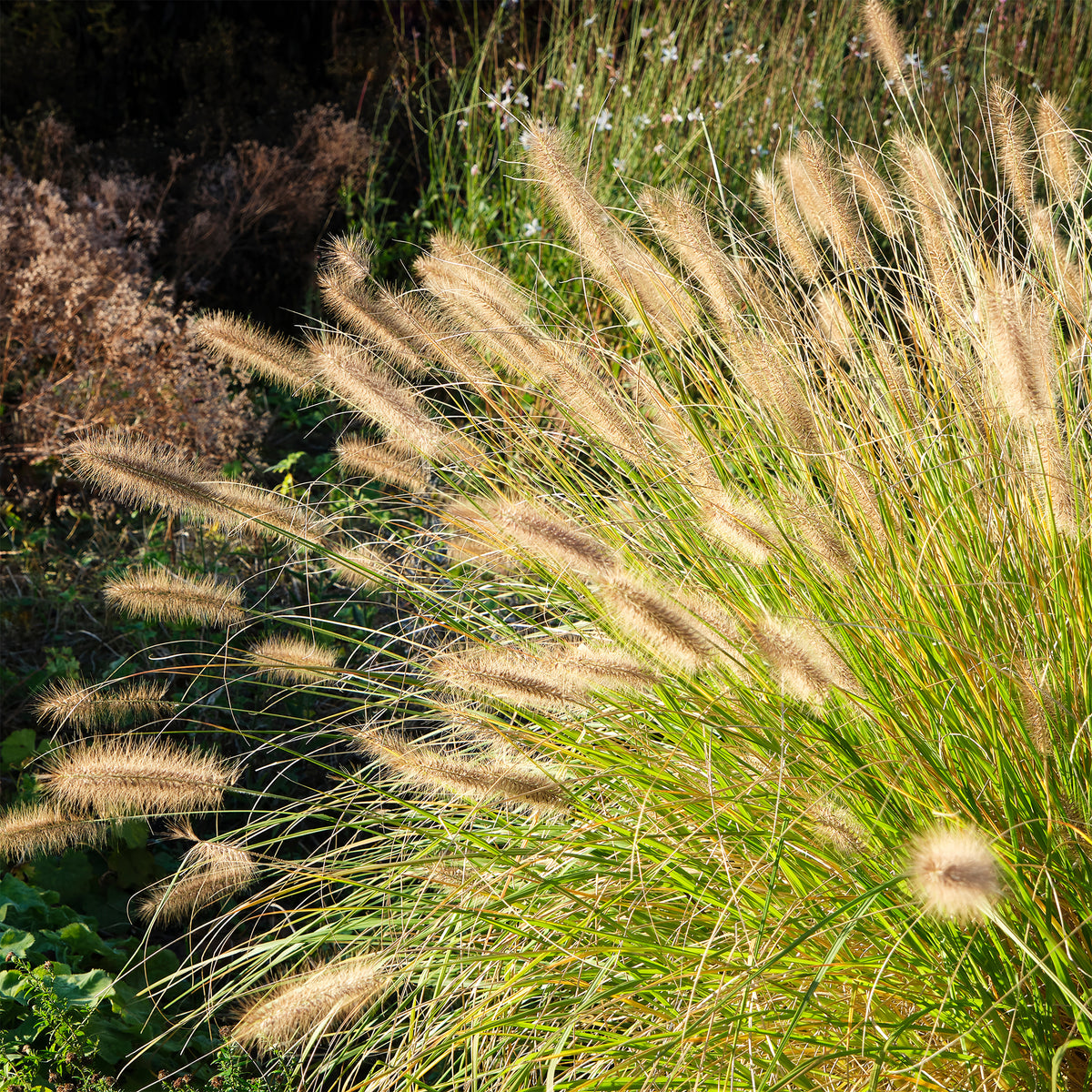 Herbe aux écouvillons - Pennisetum - Bakker