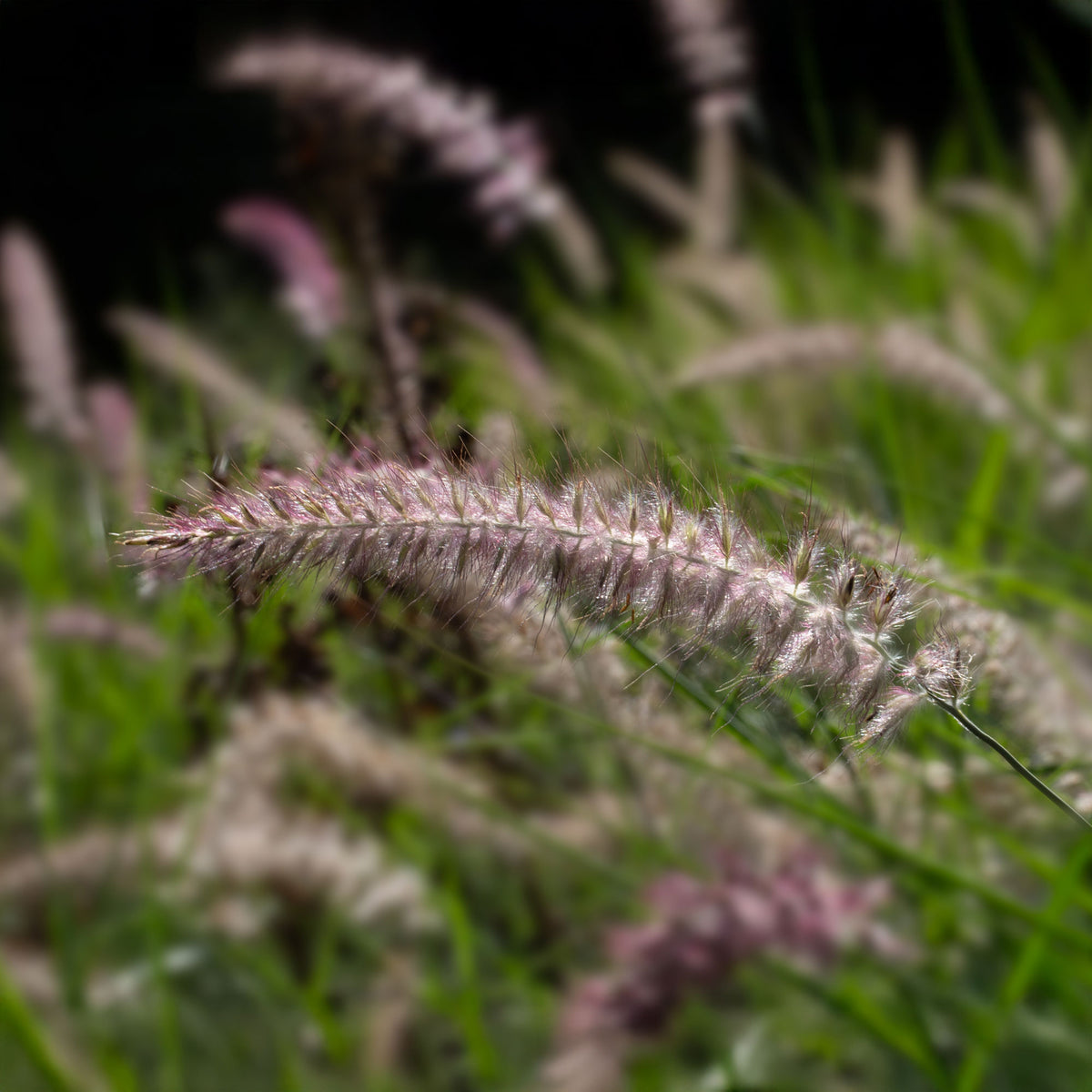 Herbe aux écouvillons Karley Rose ® - Pennisetum - Pennisetum orientale Karley Rose ® - Bakker