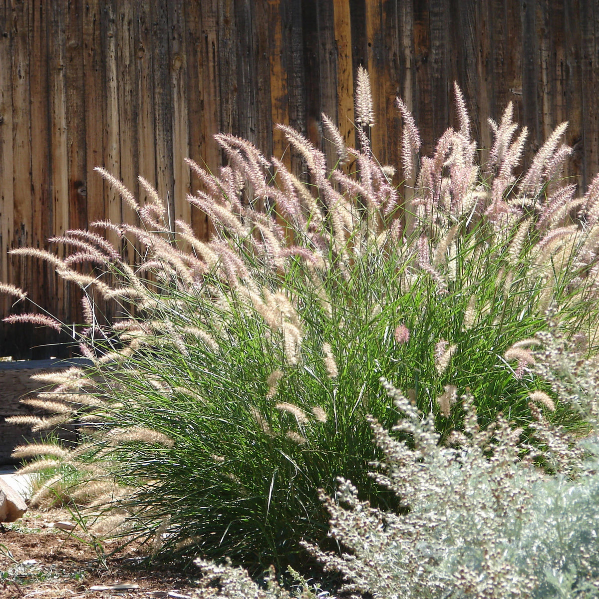 Molinia caerulea, Pennisetum orientale, Astrantia major, Scabiosa caucasica,Verbena bonariensis          - 5 Vivaces roses et mauves - Plantes vivaces