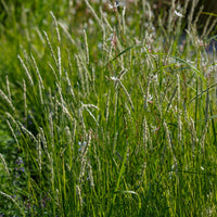 Plantes vivaces - 5 Vivaces pour prairie fleurie - Panicum virgatum,Sesleria autumnalis, Allium sphaerocephalon,Veronicastrum virginicum, Sanguisorba officinalis      