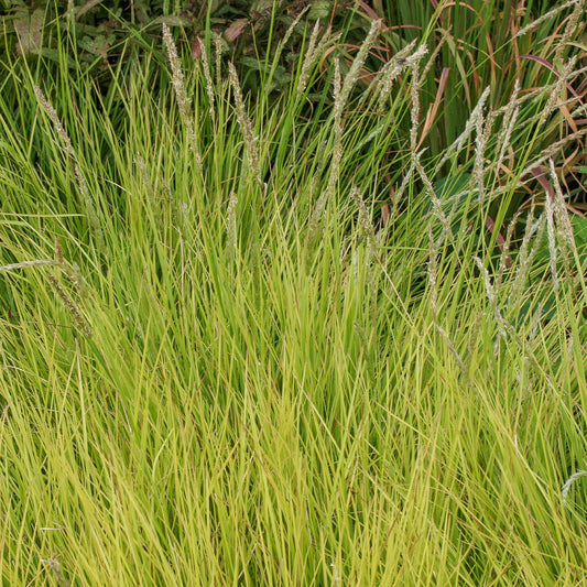 Seslérie d'automne - Bakker