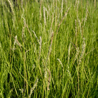 Graminées - Seslérie d'automne - Sesleria autumnalis