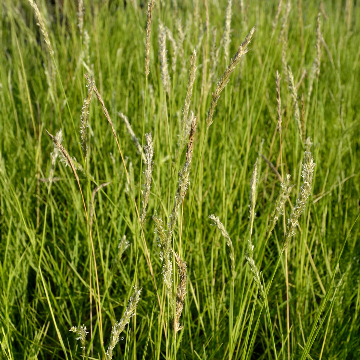 Graminées - Seslérie d'automne - Sesleria autumnalis