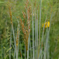 Herbes des Indiens Indian Steel - Sorghastrum nutans Indian Steel - Bakker