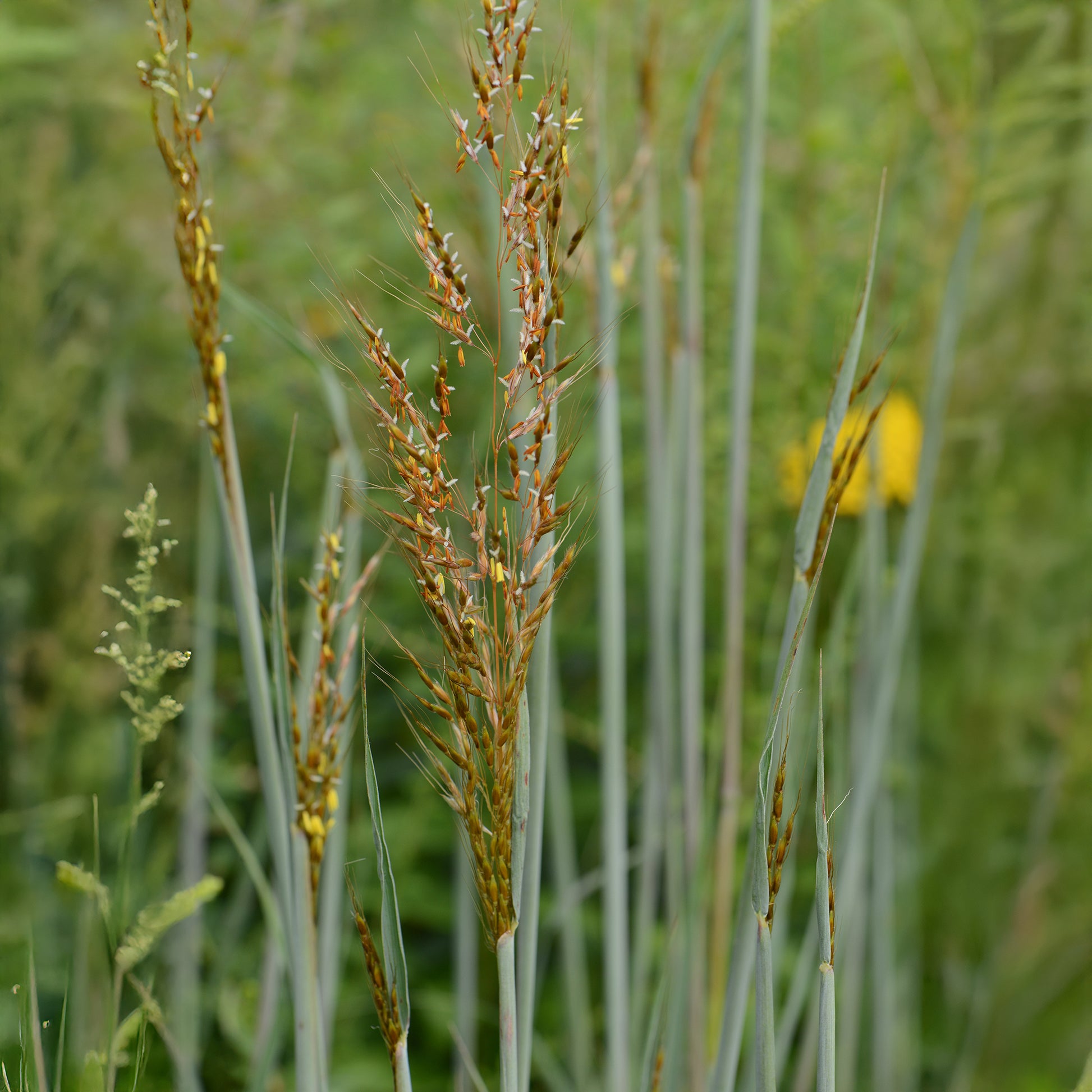 Herbes des Indiens Indian Steel - Sorghastrum nutans Indian Steel - Bakker