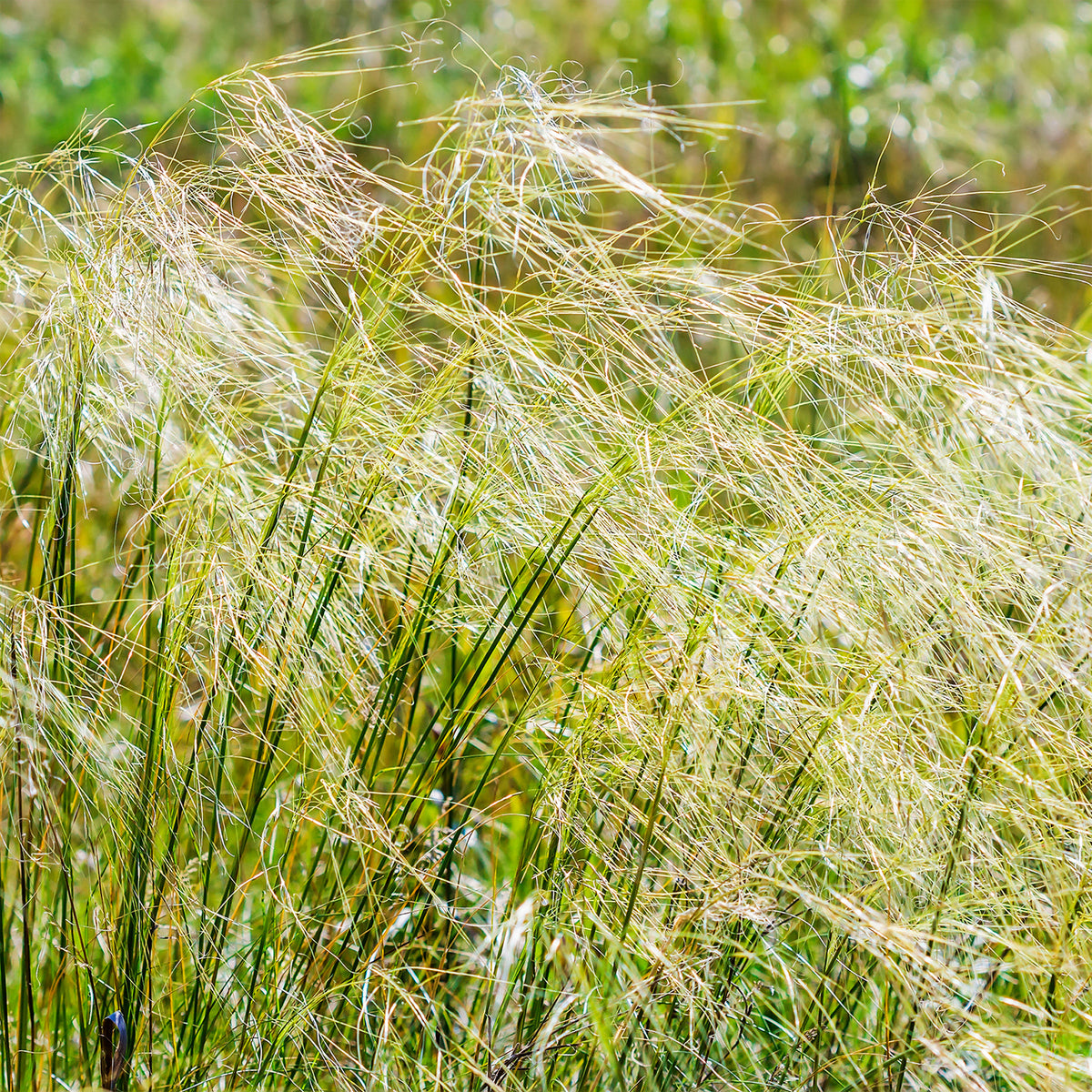 Stipe - Stipe chevelu - Stipa capillata