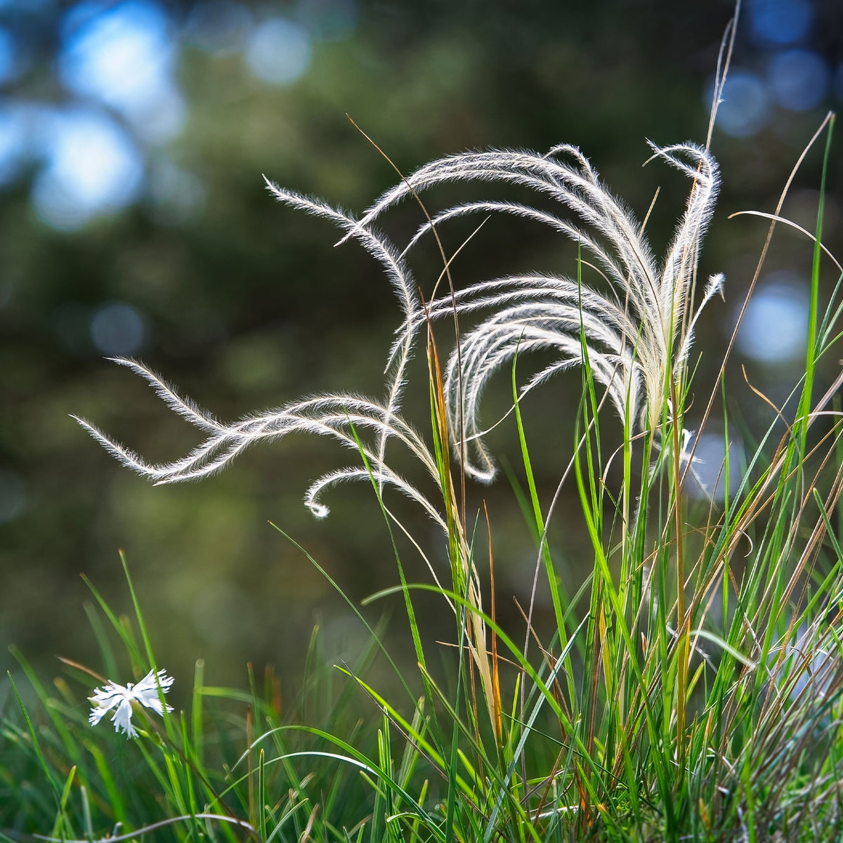 Stipe - Stipe penné - Stipa pennata