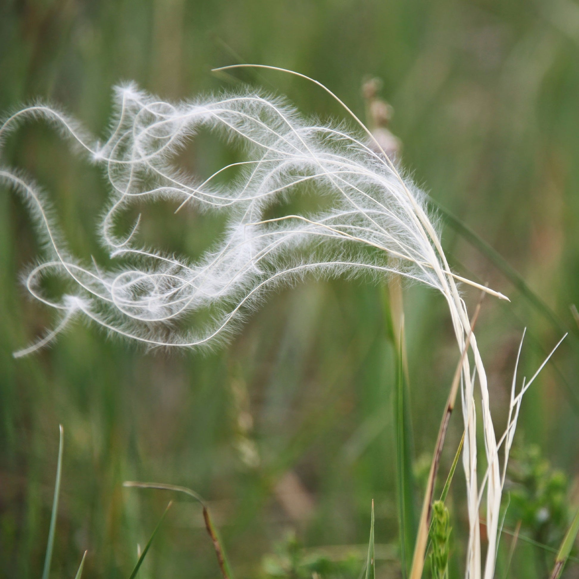 Stipa pennata - Stipe penné - Graminées
