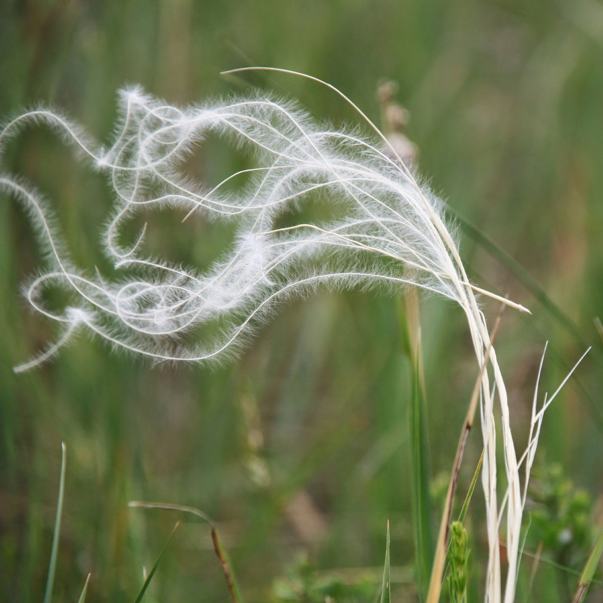 Stipa pennata - Stipe penné - Stipe
