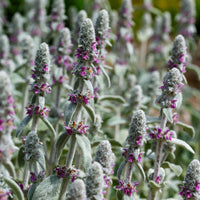 Stachys byzantina silver carpet - Oreille de Lapin Silver Carpet - Epiaire de byzance - Plantes vivaces