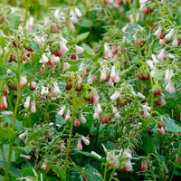 Consoude à grandes fleurs Hidcote Pink