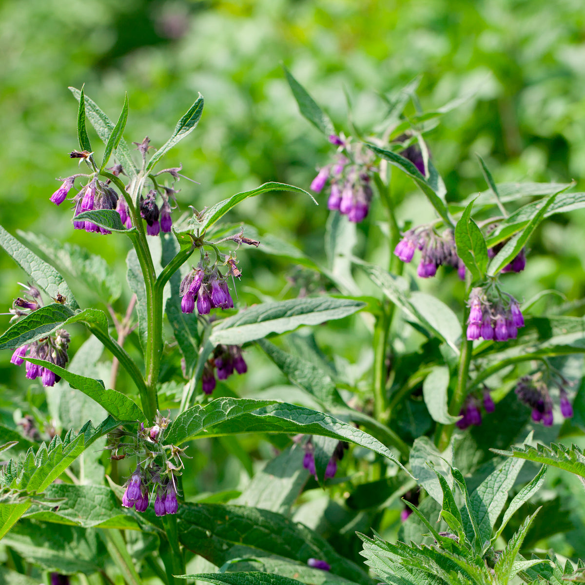 Consoude officinale Purpureum - Symphytum officinale purpureum - Bakker